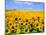 Wild Colors of Sunflowers, Jamestown, North Dakota, USA-Bill Bachmann-Mounted Photographic Print