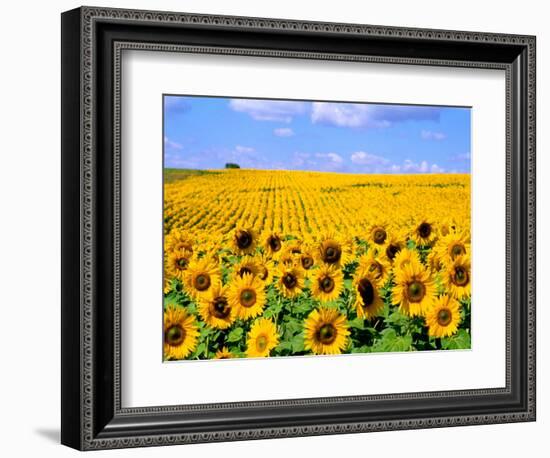 Wild Colors of Sunflowers, Jamestown, North Dakota, USA-Bill Bachmann-Framed Photographic Print