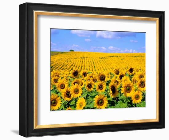 Wild Colors of Sunflowers, Jamestown, North Dakota, USA-Bill Bachmann-Framed Photographic Print