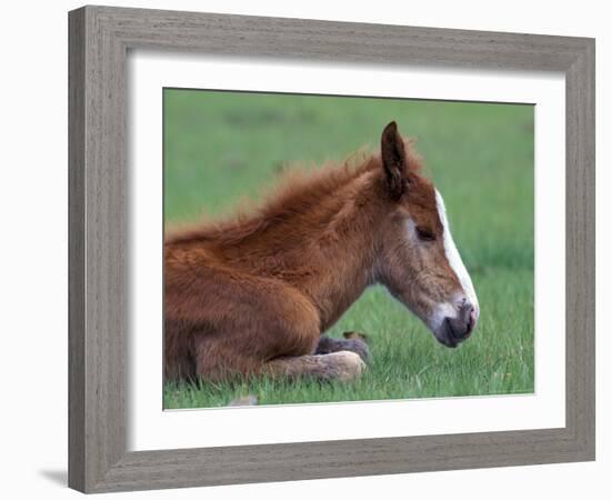 Wild Colt, Cumberland Island, Georgia, USA-Gavriel Jecan-Framed Photographic Print