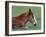 Wild Colt, Cumberland Island, Georgia, USA-Gavriel Jecan-Framed Photographic Print