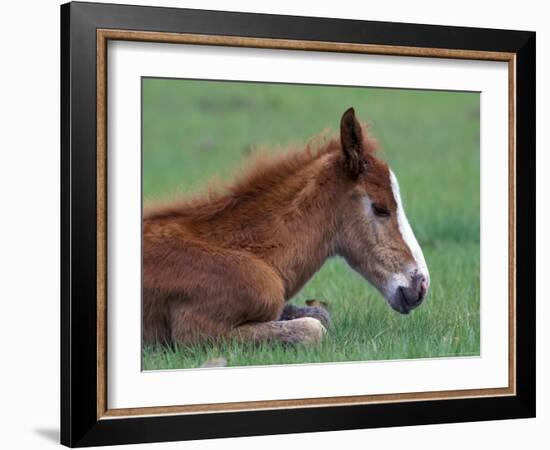 Wild Colt, Cumberland Island, Georgia, USA-Gavriel Jecan-Framed Photographic Print