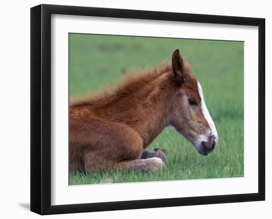 Wild Colt, Cumberland Island, Georgia, USA-Gavriel Jecan-Framed Photographic Print