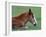 Wild Colt, Cumberland Island, Georgia, USA-Gavriel Jecan-Framed Photographic Print