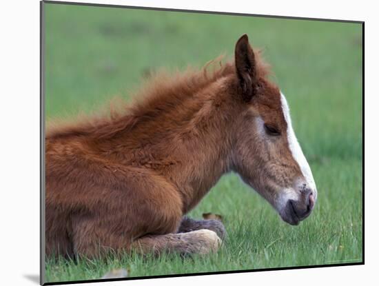 Wild Colt, Cumberland Island, Georgia, USA-Gavriel Jecan-Mounted Photographic Print