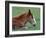 Wild Colt, Cumberland Island, Georgia, USA-Gavriel Jecan-Framed Photographic Print