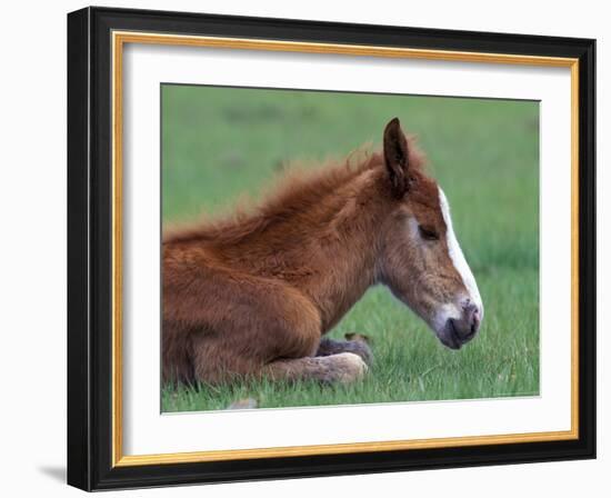 Wild Colt, Cumberland Island, Georgia, USA-Gavriel Jecan-Framed Photographic Print