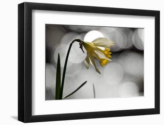 Wild daffodil in flower, Dartmoor National Park, Devon, UK-Ross Hoddinott / 2020VISION-Framed Photographic Print