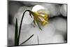 Wild daffodil in flower, Dartmoor National Park, Devon, UK-Ross Hoddinott / 2020VISION-Mounted Photographic Print