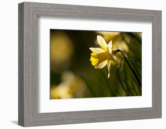 Wild daffodils, Dunsdon Wood, Dartmoor, Devon, England, UK-Ross Hoddinott / 2020VISION-Framed Photographic Print