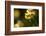 Wild daffodils, Dunsdon Wood, Dartmoor, Devon, England, UK-Ross Hoddinott / 2020VISION-Framed Photographic Print