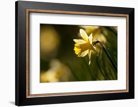 Wild daffodils, Dunsdon Wood, Dartmoor, Devon, England, UK-Ross Hoddinott / 2020VISION-Framed Photographic Print