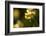Wild daffodils, Dunsdon Wood, Dartmoor, Devon, England, UK-Ross Hoddinott / 2020VISION-Framed Photographic Print