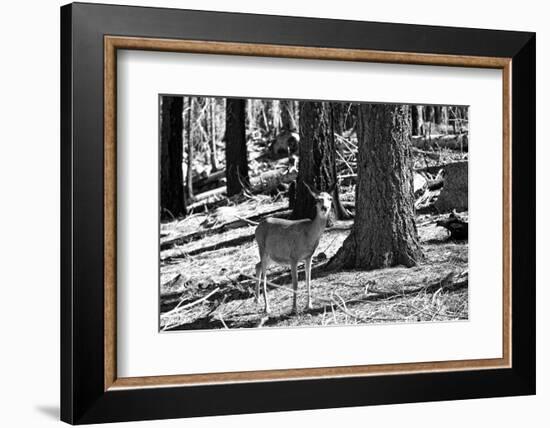 Wild deer - Yosemite National Park - Californie - United States-Philippe Hugonnard-Framed Photographic Print