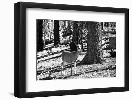 Wild deer - Yosemite National Park - Californie - United States-Philippe Hugonnard-Framed Photographic Print