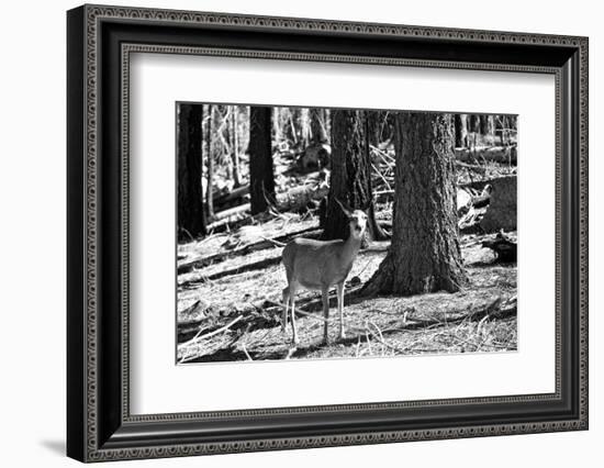 Wild deer - Yosemite National Park - Californie - United States-Philippe Hugonnard-Framed Photographic Print