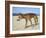 Wild Dingo on Beach, Australia-Mark Mawson-Framed Photographic Print