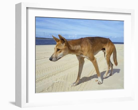 Wild Dingo on Beach, Australia-Mark Mawson-Framed Photographic Print