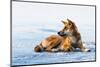 Wild dingo on Seventy Five Mile Beach, Fraser Island, Queensland, Australia, Pacific-Andrew Michael-Mounted Photographic Print