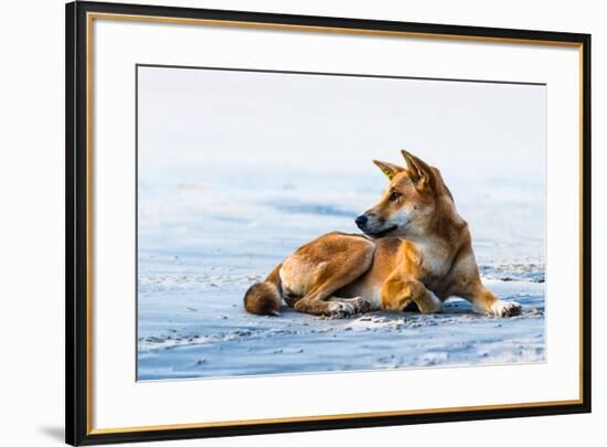 Wild dingo on Seventy Five Mile Beach, Fraser Island, Queensland, Australia, Pacific-Andrew Michael-Framed Photographic Print