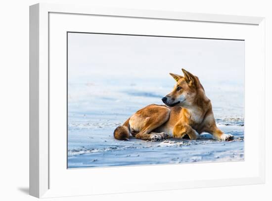 Wild dingo on Seventy Five Mile Beach, Fraser Island, Queensland, Australia, Pacific-Andrew Michael-Framed Photographic Print