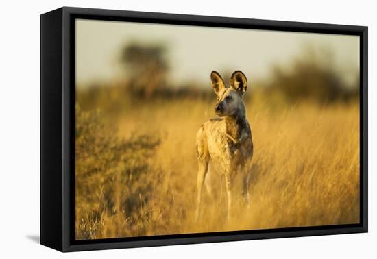 Wild Dog at Dawn, Moremi Game Reserve, Botswana-Paul Souders-Framed Premier Image Canvas