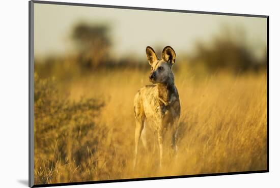 Wild Dog at Dawn, Moremi Game Reserve, Botswana-Paul Souders-Mounted Photographic Print