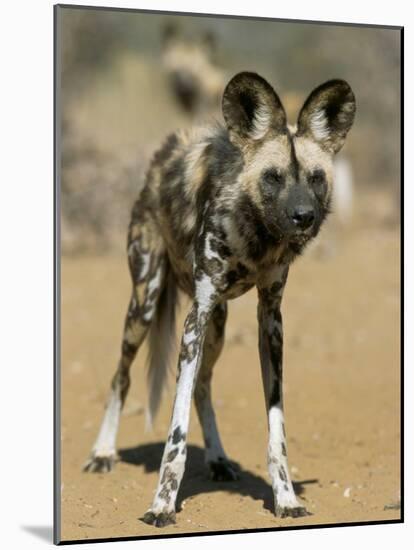Wild Dog (Lycaon Pictus) in Captivity, Namibia, Africa-Steve & Ann Toon-Mounted Photographic Print