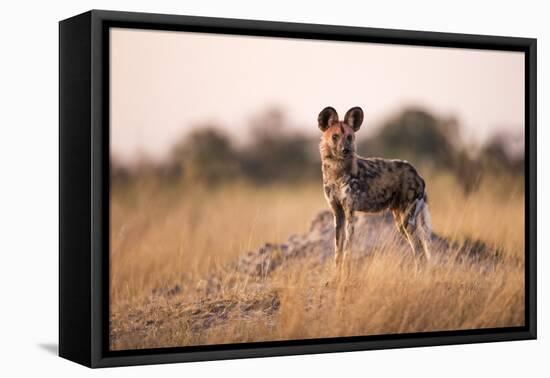 Wild Dog, Moremi Game Reserve, Botswana-Paul Souders-Framed Premier Image Canvas