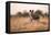 Wild Dog, Moremi Game Reserve, Botswana-Paul Souders-Framed Premier Image Canvas