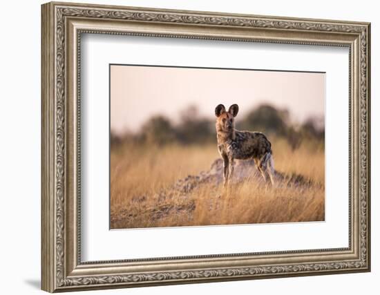 Wild Dog, Moremi Game Reserve, Botswana-Paul Souders-Framed Photographic Print