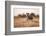 Wild Dog, Moremi Game Reserve, Botswana-Paul Souders-Framed Photographic Print
