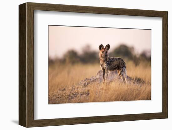 Wild Dog, Moremi Game Reserve, Botswana-Paul Souders-Framed Photographic Print