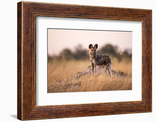 Wild Dog, Moremi Game Reserve, Botswana-Paul Souders-Framed Photographic Print