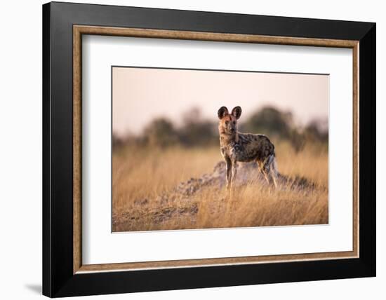 Wild Dog, Moremi Game Reserve, Botswana-Paul Souders-Framed Photographic Print