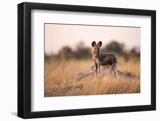 Wild Dog, Moremi Game Reserve, Botswana-Paul Souders-Framed Photographic Print