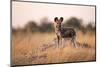Wild Dog, Moremi Game Reserve, Botswana-Paul Souders-Mounted Photographic Print