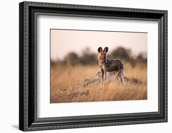 Wild Dog, Moremi Game Reserve, Botswana-Paul Souders-Framed Photographic Print