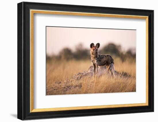 Wild Dog, Moremi Game Reserve, Botswana-Paul Souders-Framed Photographic Print