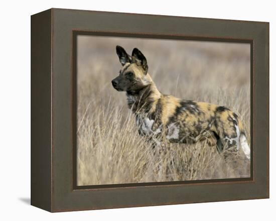 Wild Dog (Painted Hunting Dog) (Lycaon Pictus), South Africa, Africa-Steve & Ann Toon-Framed Premier Image Canvas