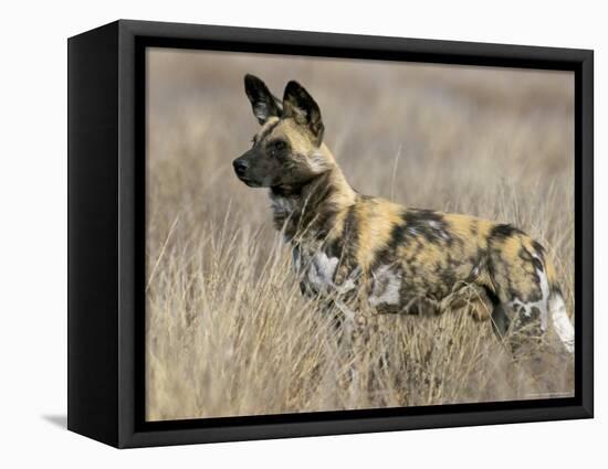 Wild Dog (Painted Hunting Dog) (Lycaon Pictus), South Africa, Africa-Steve & Ann Toon-Framed Premier Image Canvas