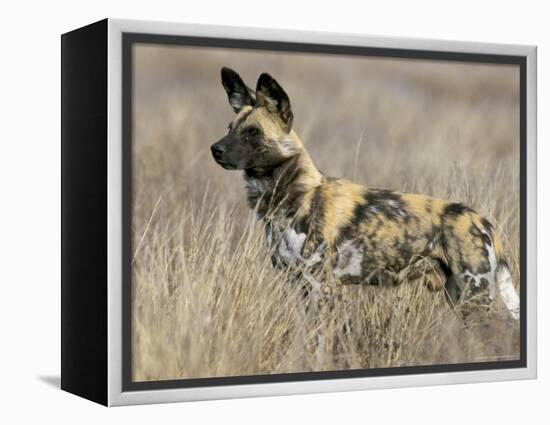 Wild Dog (Painted Hunting Dog) (Lycaon Pictus), South Africa, Africa-Steve & Ann Toon-Framed Premier Image Canvas