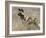 Wild Dog (Painted Hunting Dog) (Lycaon Pictus), South Africa, Africa-Steve & Ann Toon-Framed Photographic Print