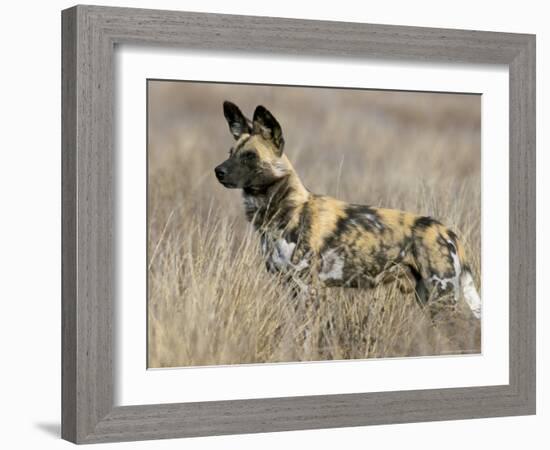 Wild Dog (Painted Hunting Dog) (Lycaon Pictus), South Africa, Africa-Steve & Ann Toon-Framed Photographic Print