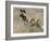 Wild Dog (Painted Hunting Dog) (Lycaon Pictus), South Africa, Africa-Steve & Ann Toon-Framed Photographic Print