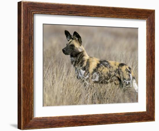 Wild Dog (Painted Hunting Dog) (Lycaon Pictus), South Africa, Africa-Steve & Ann Toon-Framed Photographic Print