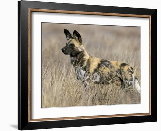 Wild Dog (Painted Hunting Dog) (Lycaon Pictus), South Africa, Africa-Steve & Ann Toon-Framed Photographic Print