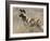 Wild Dog (Painted Hunting Dog) (Lycaon Pictus), South Africa, Africa-Steve & Ann Toon-Framed Photographic Print