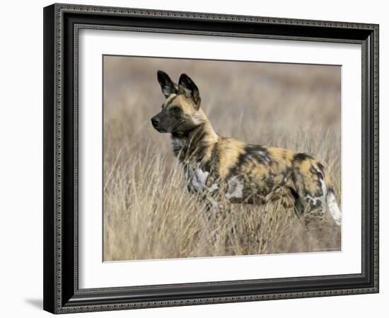 Wild Dog (Painted Hunting Dog) (Lycaon Pictus), South Africa, Africa-Steve & Ann Toon-Framed Photographic Print