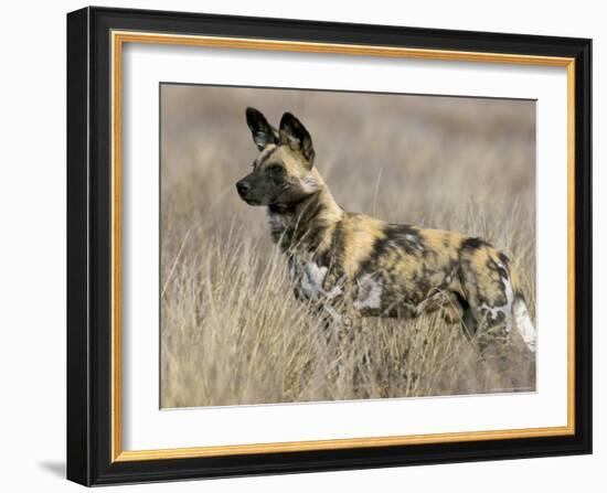 Wild Dog (Painted Hunting Dog) (Lycaon Pictus), South Africa, Africa-Steve & Ann Toon-Framed Photographic Print